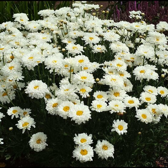 Pīpene 'Victorian Secret'