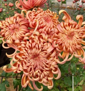 Lielziedu krizantēma "Vienna Copper''