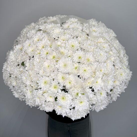 Krizantēma 'Fair White'