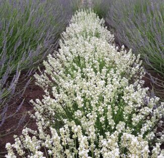 Zemā lavanda 'Compact Pure White'
