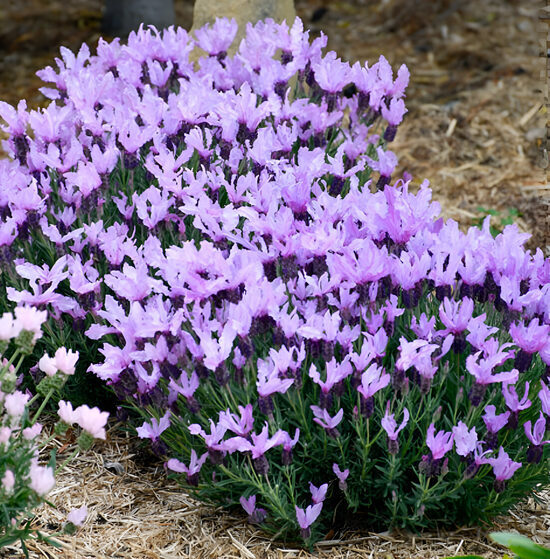 Franču lavanda “Lavita XL Blue”
