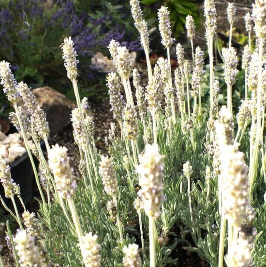 Zobainā lavanda 'You're My Light'