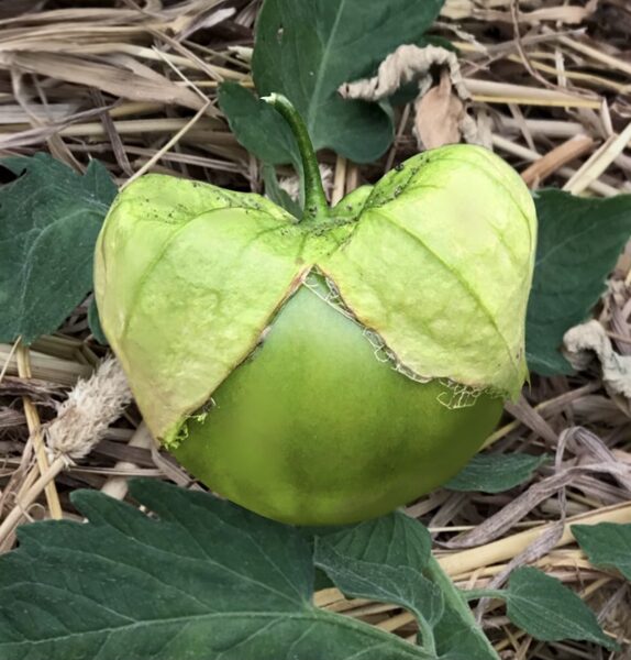 Milzu tomatillo “Rio Grande”