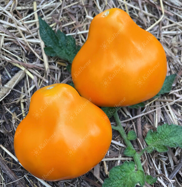 Tomāti “Japanese Orange Truffle” (stāds)