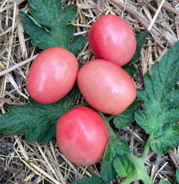 Tomāti “Pink Thai Egg”