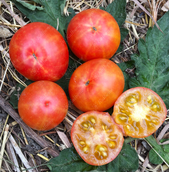 Ķirštomāti “Rainbow Cherry”