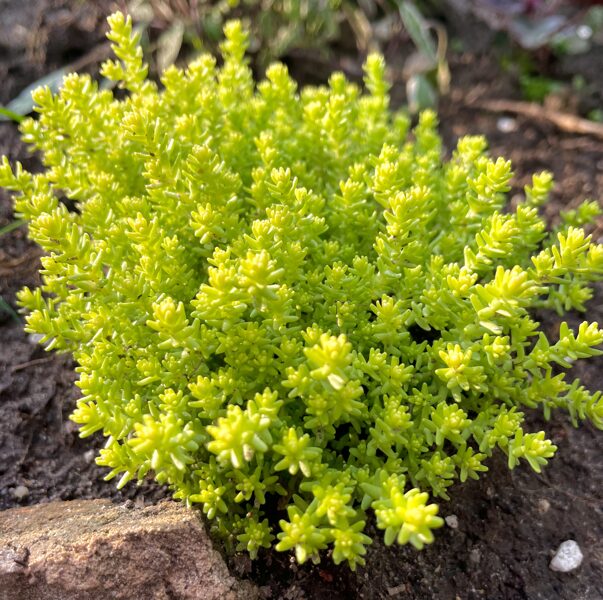 Jaunstāds - Kodīgais laimiņš “Aureus”