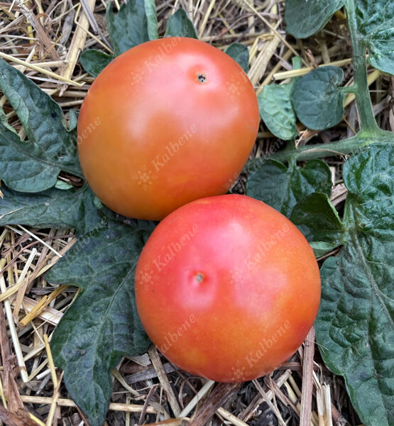 Tomāti “Madagascar”