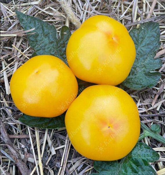Tomāti “Zelta karaliene“