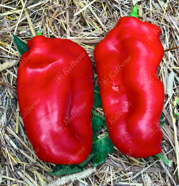 Spāņu saldā paprika