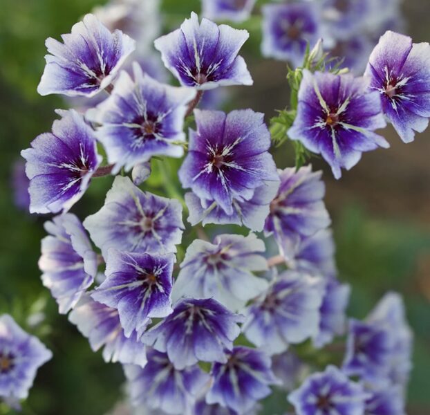 Vasaras floksis “Sugars Stars”