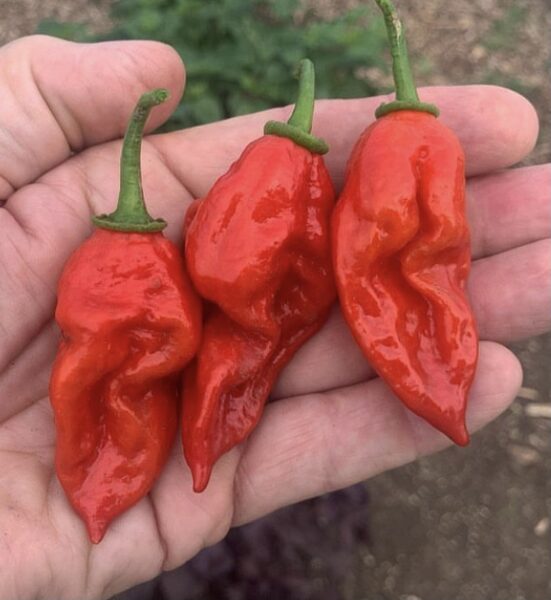 Čili pipari “Naga Morich”