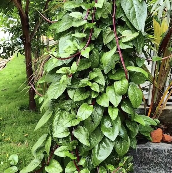 Ceilonas spināti