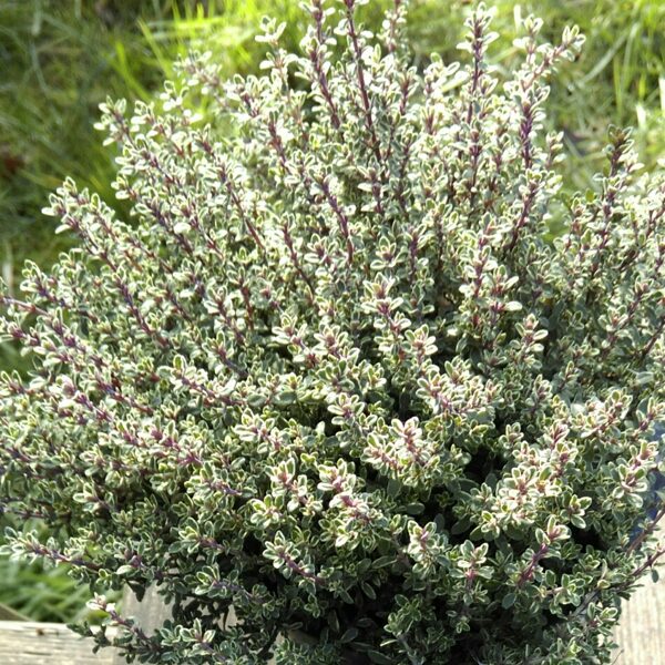 Citrontimiāns ''Silver Queen''