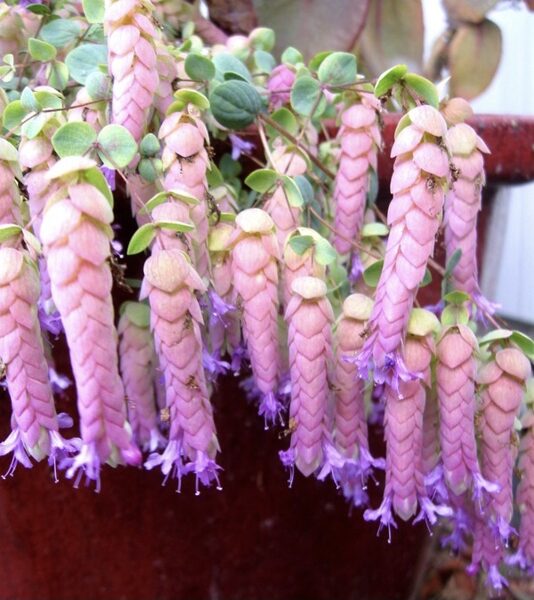Raudene “Amethyst Falls”