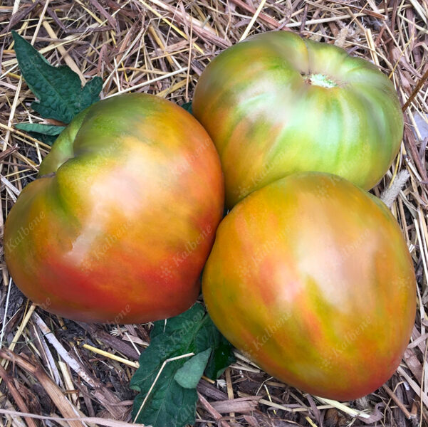 Tomāti “Taiga”