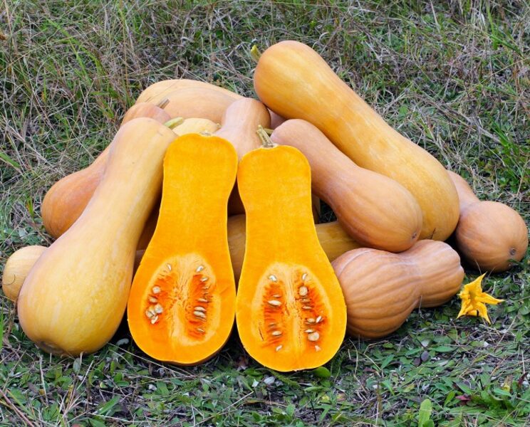 Svietsa ķirbis “Early Butternut”