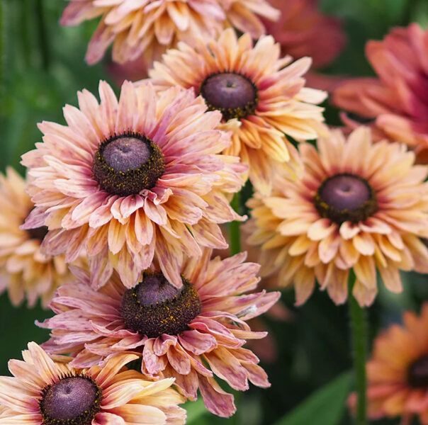 Rudbekija “Sahara”