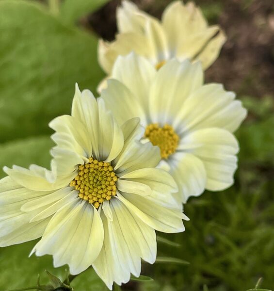 Kosmeja “Xanthos”