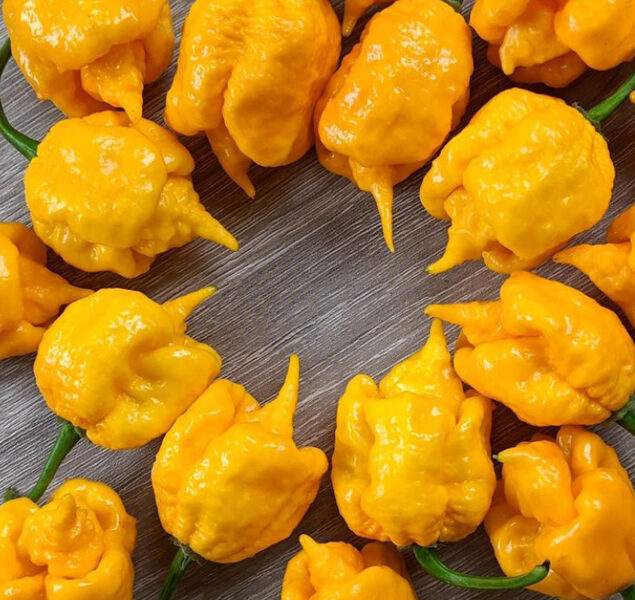 Čili pipari “Carolina Reaper Yellow”