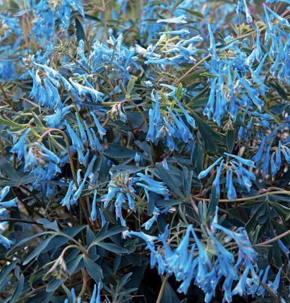 Cīrulītis 'Porcelain Blue'