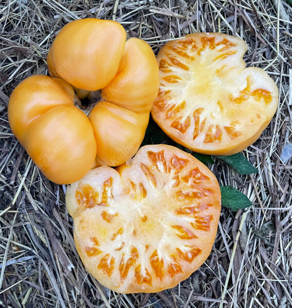 Tomāti “Catwell”