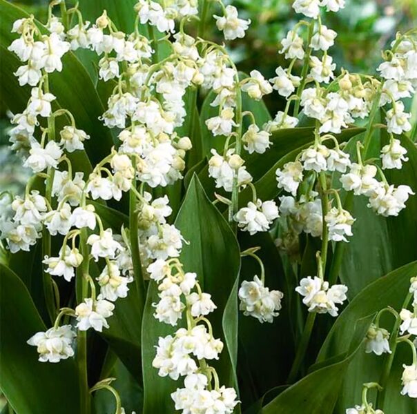 Maijpuķīte pildītiem ziediem