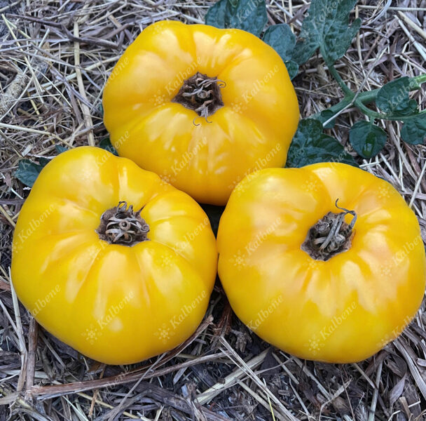 Tomāti “Yellow Giant”