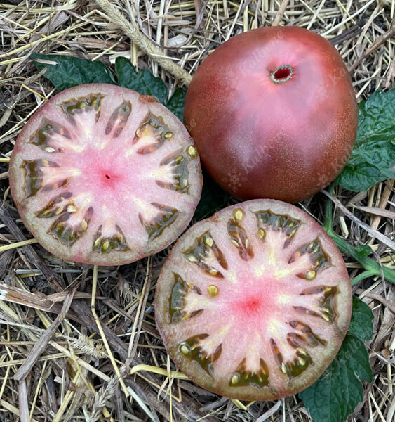 Tomāti “Dienvidu Nakts”