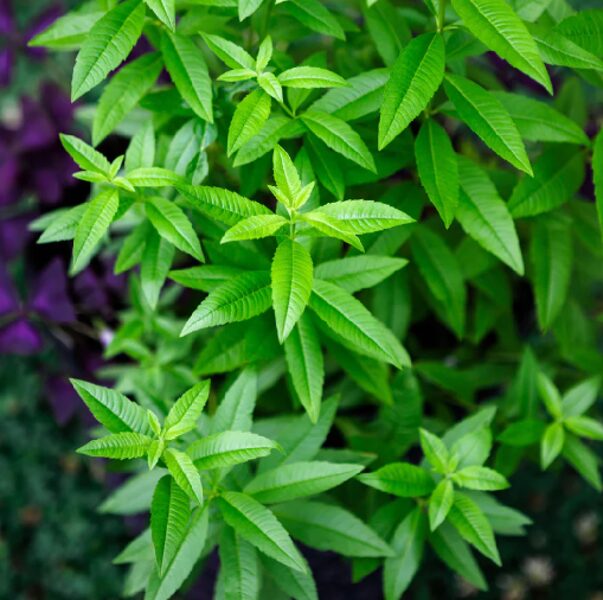Citronverbena