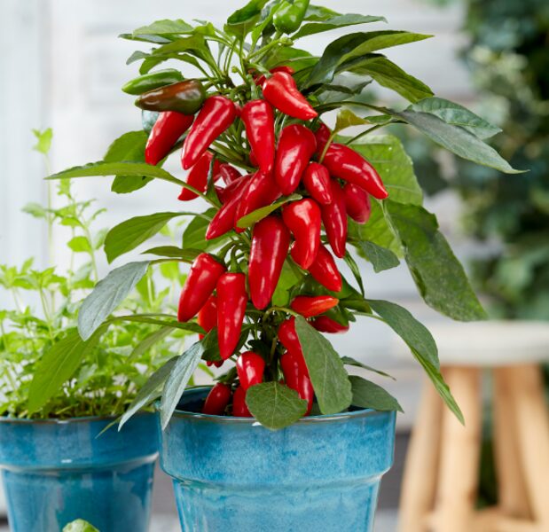 Podu paprika ''Starpleasure Medium Red''