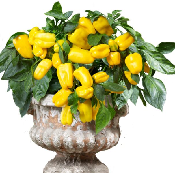 Nokarenā podu paprika ''Joyride Sweet Yellow''