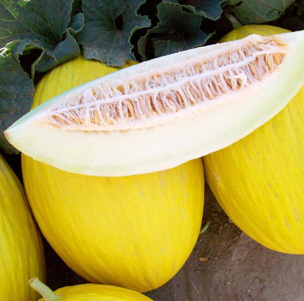 Melone ''Jaune Canary''