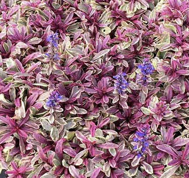 Ložņu cekuliņš “Princess Nadia”  