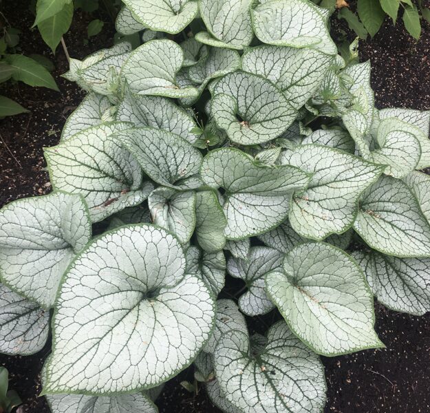Liellapu brunnera “Jack Frost”