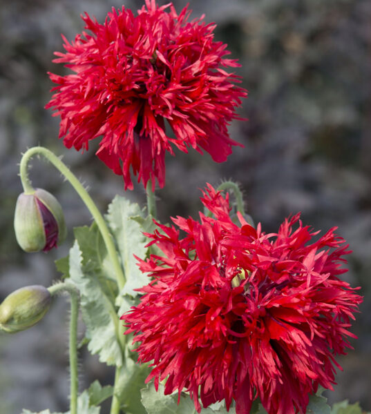 Magone “Crimson Feather”