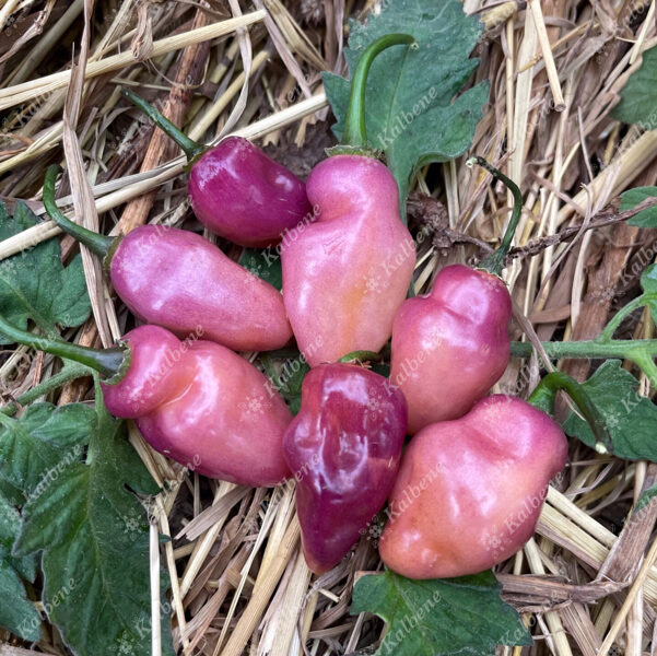 Čili pipari “Fidalga Roxa”