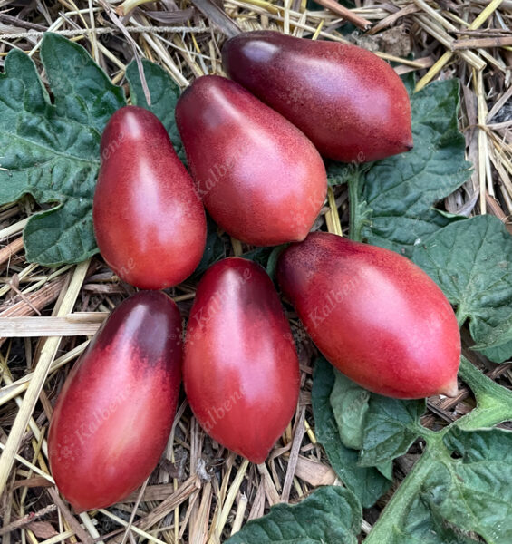 Ķirštomāti “Marchenfee”