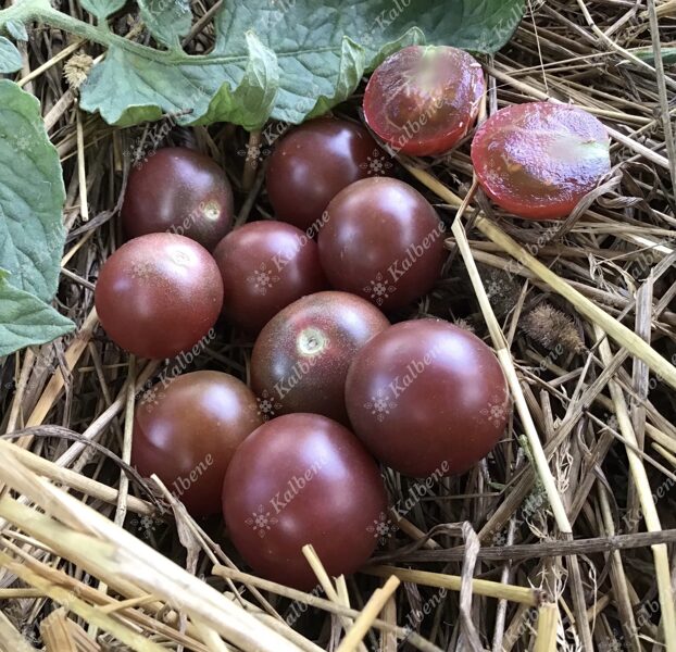 Violetie ķirštomāti
