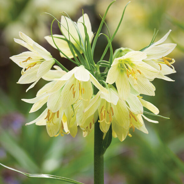 Radē fritilārija