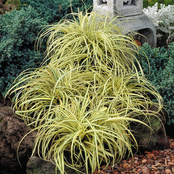 Carex oshimensis 'Evergold