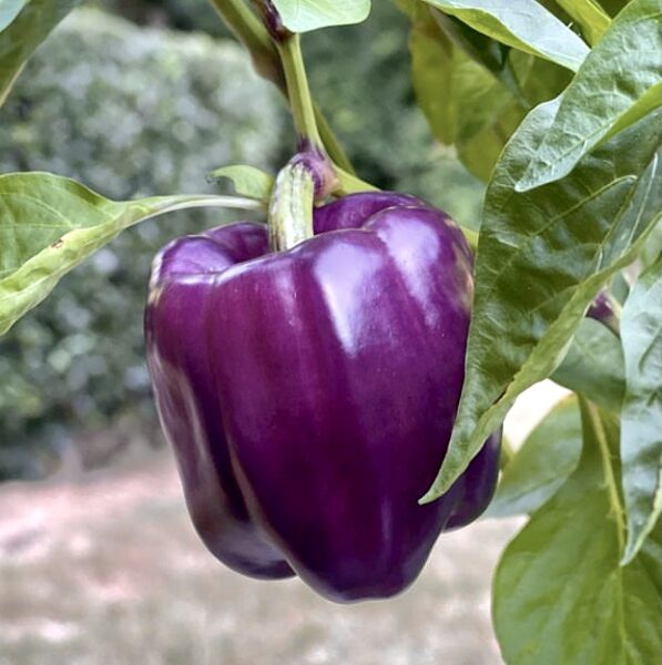Saldā paprika “Oda”