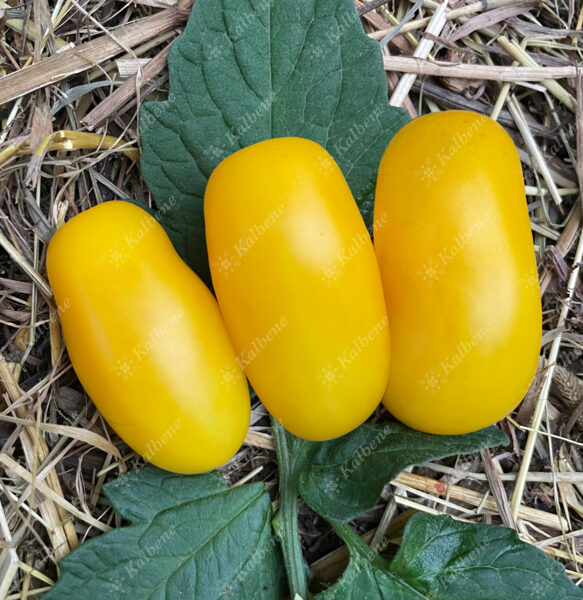 Tomāti “Taiko”