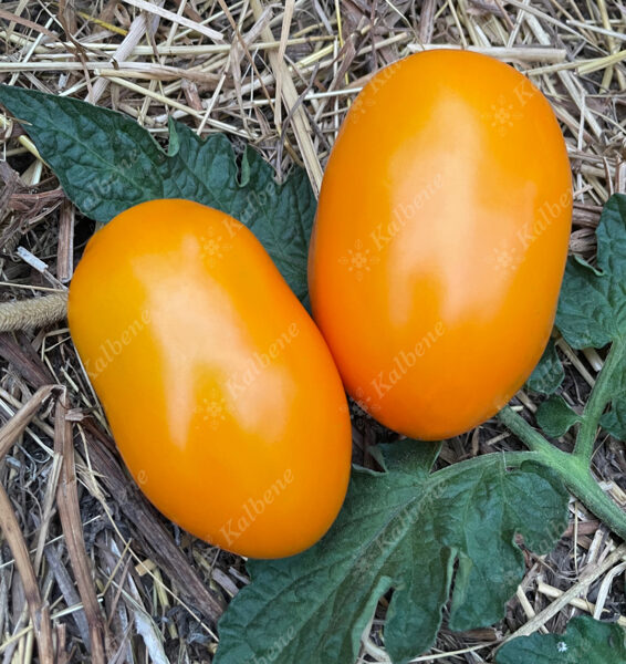 Tomāti “Saules Dāvana”