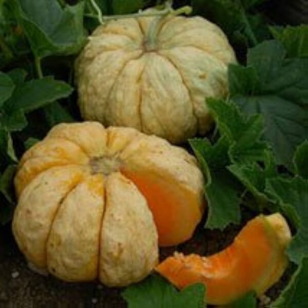 Melone ''Prescott Fond Blanc''