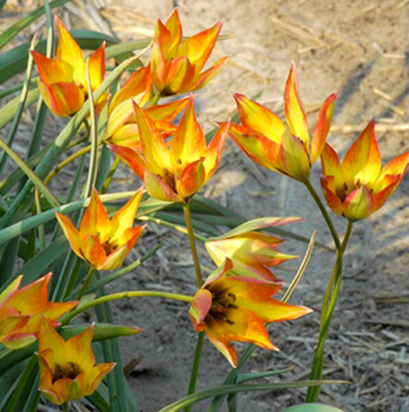 Orfanoides tulpe “Flava” 05/10/24