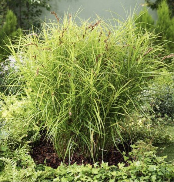 Jaunstāds - Palmu grīslis 'Little Midge'