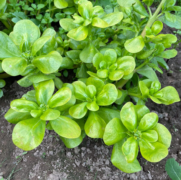 Dārzeņu portulaka