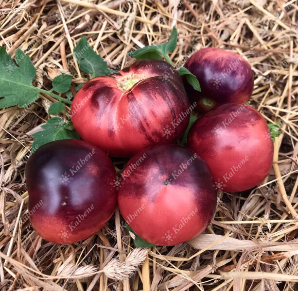 Tomāti "Amethyst Jewel"