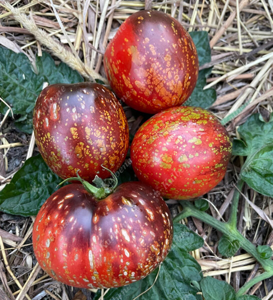 Tomāti “Dark Galaxy”